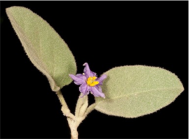 APII jpeg image of Solanum terraneum  © contact APII