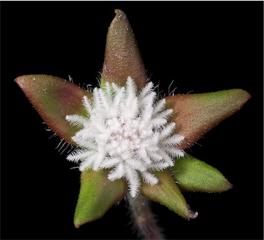 APII jpeg image of Leucopogon plumuliflorus  © contact APII