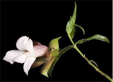 APII jpeg image of Eremophila clarkei  © contact APII