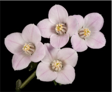 APII jpeg image of Boronia coerulescens  © contact APII