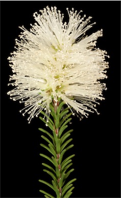 APII jpeg image of Melaleuca ringens  © contact APII