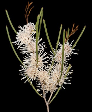 APII jpeg image of Hakea scoparia subsp. scoparia  © contact APII