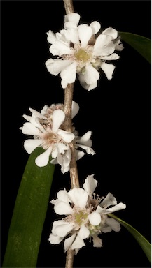 APII jpeg image of Agonis flexuosa var. flexuosa  © contact APII