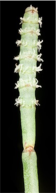 APII jpeg image of Sarcocornia quinqueflora  © contact APII
