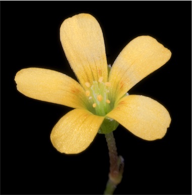 APII jpeg image of Oxalis corniculata  © contact APII