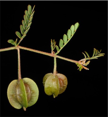 APII jpeg image of Tribulus macrocarpus  © contact APII