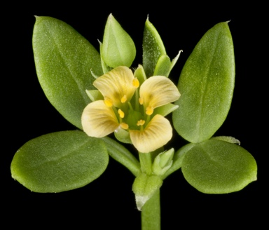 APII jpeg image of Zygophyllum fruticulosum  © contact APII