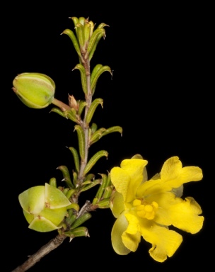 APII jpeg image of Hibbertia rostellata  © contact APII