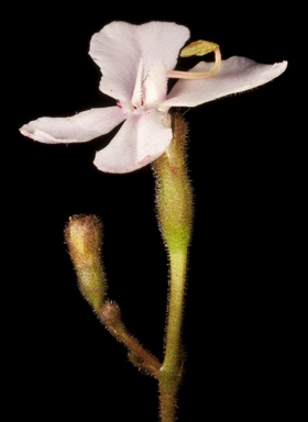 APII jpeg image of Stylidium sejunctum  © contact APII