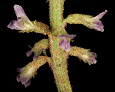 APII jpeg image of Glycyrrhiza acanthocarpa  © contact APII