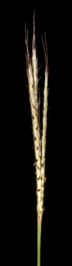 APII jpeg image of Dichanthium annulatum  © contact APII