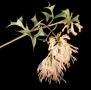 APII jpeg image of Grevillea tenuiflora  © contact APII