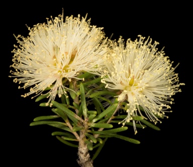 APII jpeg image of Melaleuca systena  © contact APII