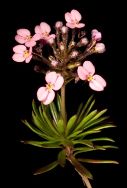 APII jpeg image of Stylidium adnatum  © contact APII