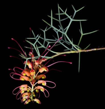 APII jpeg image of Grevillea dielsiana  © contact APII