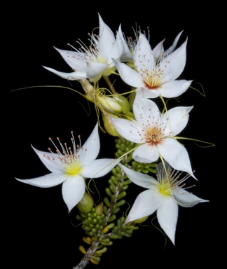 APII jpeg image of Calytrix creswellii  © contact APII