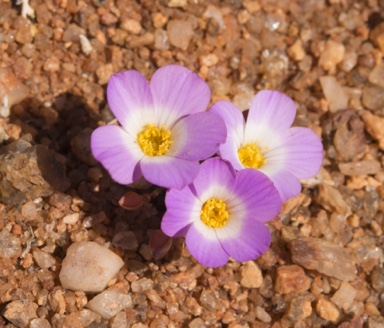 APII jpeg image of Calandrinia translucens  © contact APII