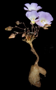 APII jpeg image of Calandrinia translucens  © contact APII