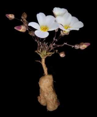 APII jpeg image of Calandrinia translucens  © contact APII