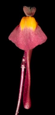 APII jpeg image of Utricularia menziesii  © contact APII