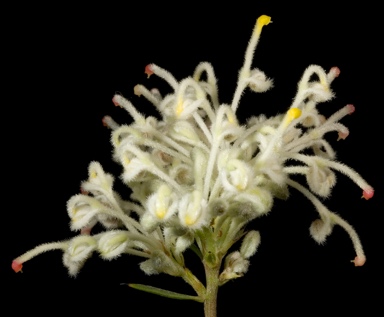 APII jpeg image of Grevillea pilulifera  © contact APII