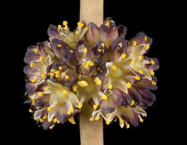 APII jpeg image of Lomandra preissii  © contact APII