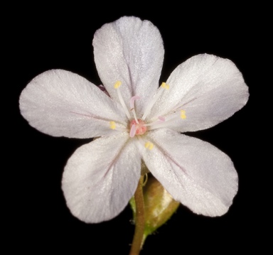 APII jpeg image of Drosera dichrosepala  © contact APII