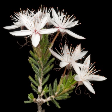 APII jpeg image of Calytrix tetragona  © contact APII