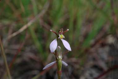 APII jpeg image of Eriochilus cucculatus  © contact APII