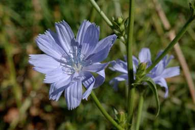 APII jpeg image of Cichorium intybus  © contact APII