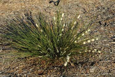 APII jpeg image of Lomandra leucocephala subsp. robusta  © contact APII