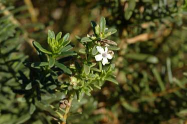 APII jpeg image of Myoporum brevipes  © contact APII