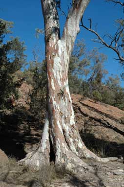 APII jpeg image of Eucalyptus camaldulensis  © contact APII