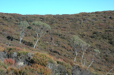 APII jpeg image of Allocasuarina nana  © contact APII