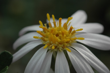 APII jpeg image of Olearia magniflora  © contact APII