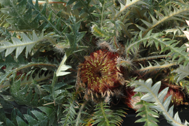 APII jpeg image of Banksia dallanneyi var. mellicula  © contact APII