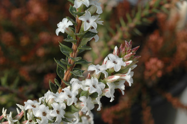 APII jpeg image of Epacris stuartii  © contact APII