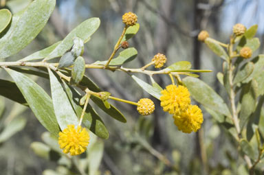 APII jpeg image of Acacia melliodora  © contact APII