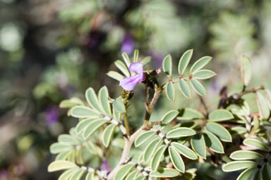 APII jpeg image of Indigofera helmsii  © contact APII