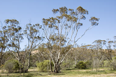 APII jpeg image of Eucalyptus porosa  © contact APII