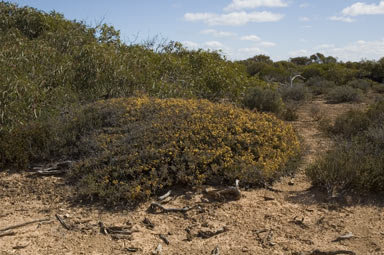 APII jpeg image of Acacia erinacea  © contact APII