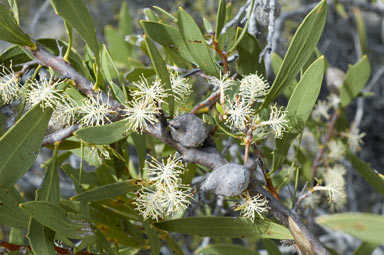 APII jpeg image of Hakea nitida  © contact APII