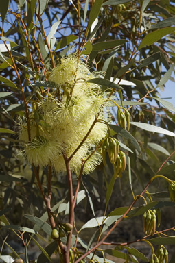 APII jpeg image of Eucalyptus eremophila  © contact APII