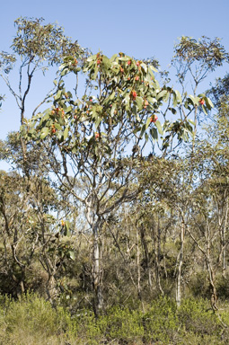 APII jpeg image of Eucalyptus tetraptera  © contact APII