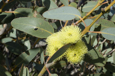 APII jpeg image of Eucalyptus preissiana subsp. preissiana  © contact APII