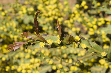 APII jpeg image of Acacia bifaria  © contact APII