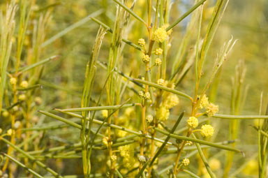 APII jpeg image of Acacia fragilis  © contact APII