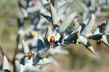 APII jpeg image of Daviesia pachyphylla  © contact APII