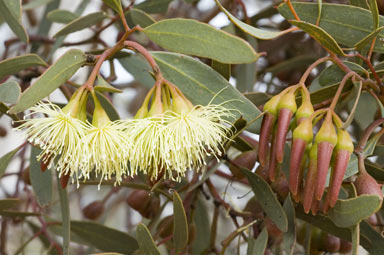 APII jpeg image of Eucalyptus eremophila  © contact APII