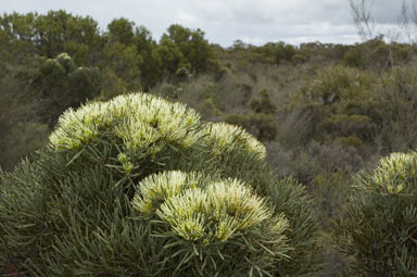 APII jpeg image of Hakea corymbosa  © contact APII